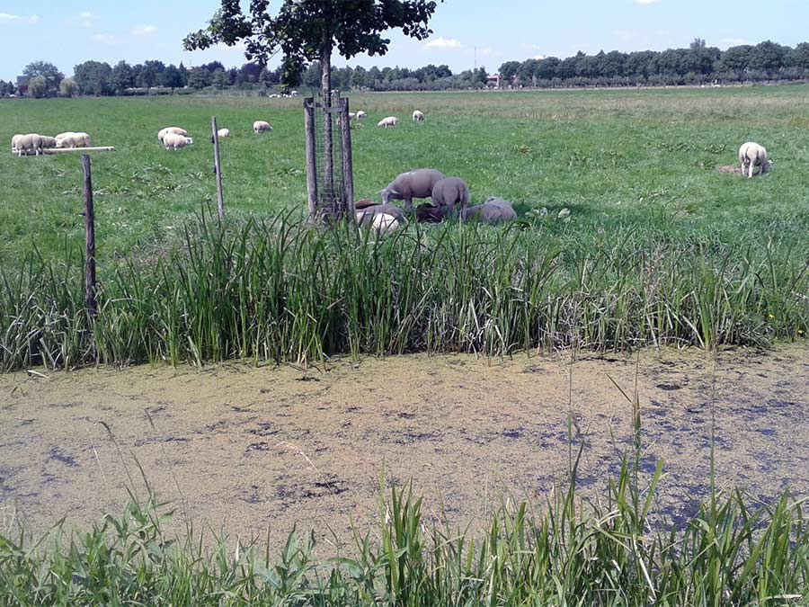 Molens bij de Kinderdijk - dichter bij de polder.